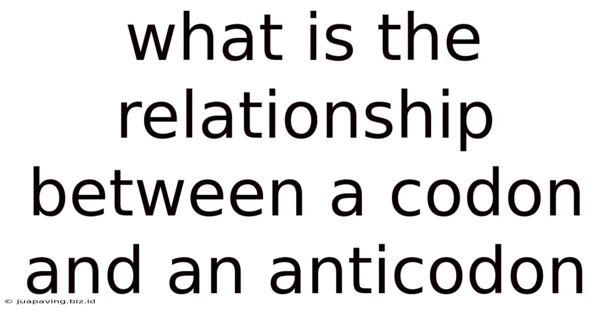 What Is The Relationship Between A Codon And An Anticodon