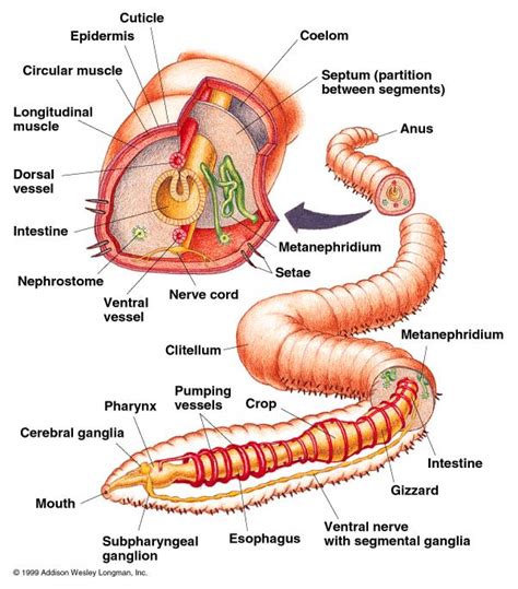 What Is The Role Of Nephridia In Earthworm