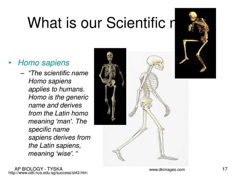 What Is The Scientific Name For A Human