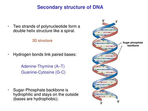 What Is The Secondary Structure Of Dna