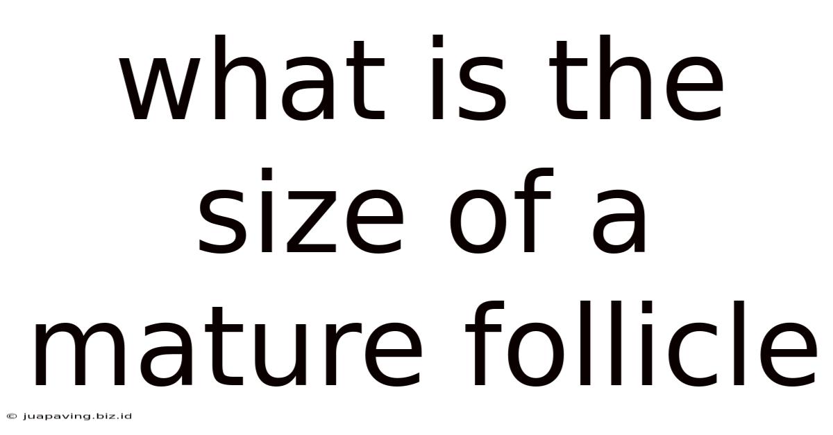 What Is The Size Of A Mature Follicle