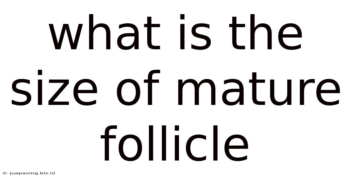What Is The Size Of Mature Follicle