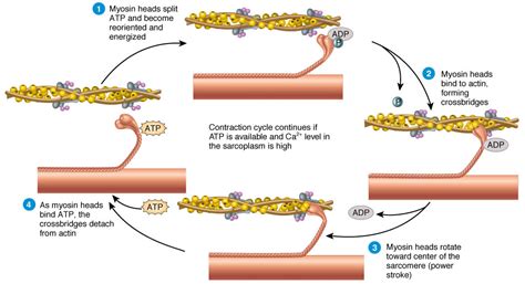 What Is The Sliding Filament Theory Of Muscle Contraction