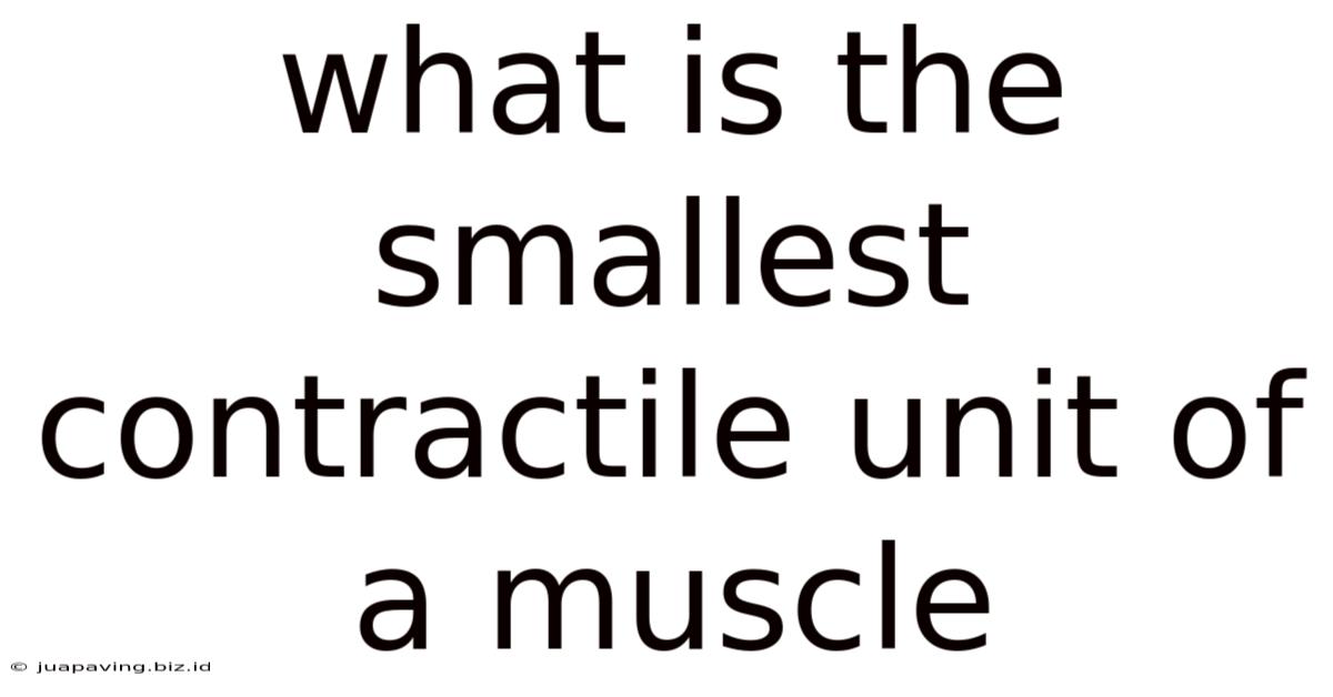 What Is The Smallest Contractile Unit Of A Muscle