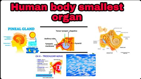 What Is The Smallest Organ In The Human Body