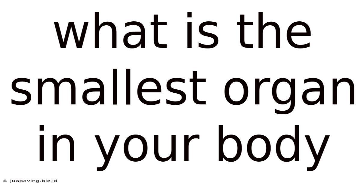 What Is The Smallest Organ In Your Body