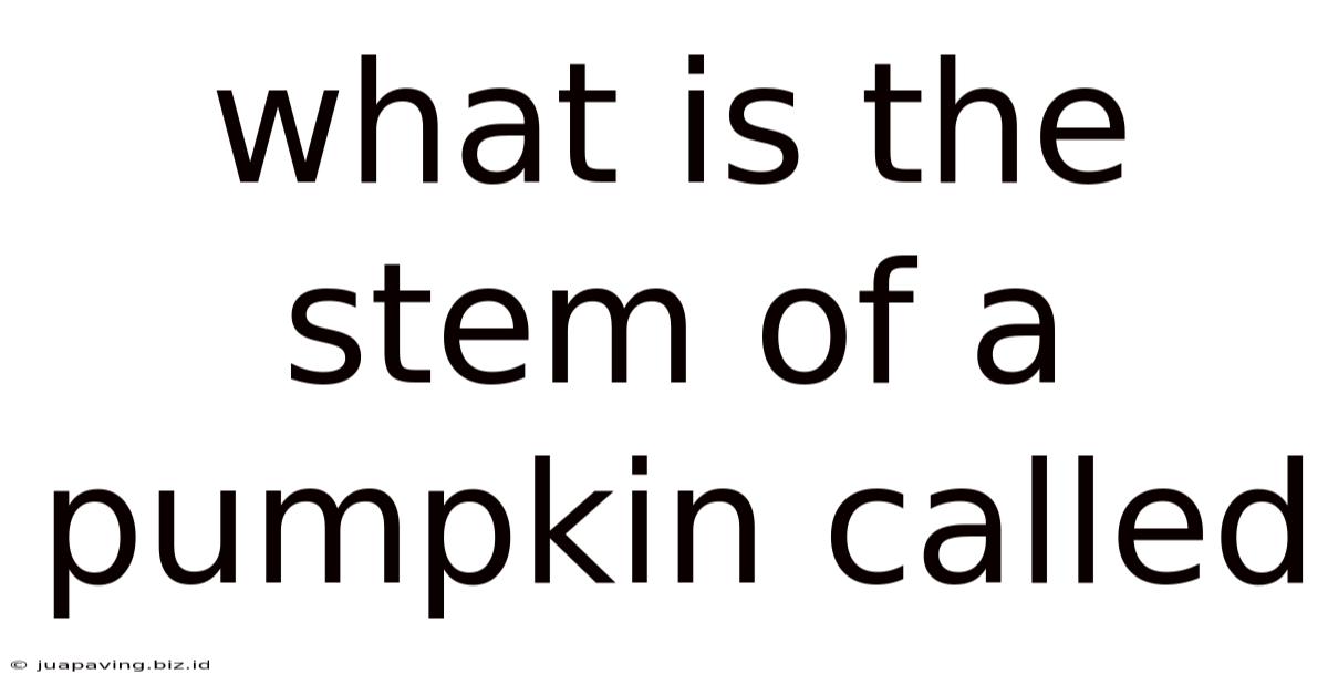 What Is The Stem Of A Pumpkin Called