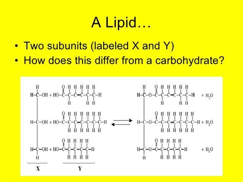 What Is The Subunit For Lipids