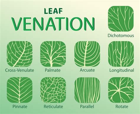 What Is The Venation Of A Leaf