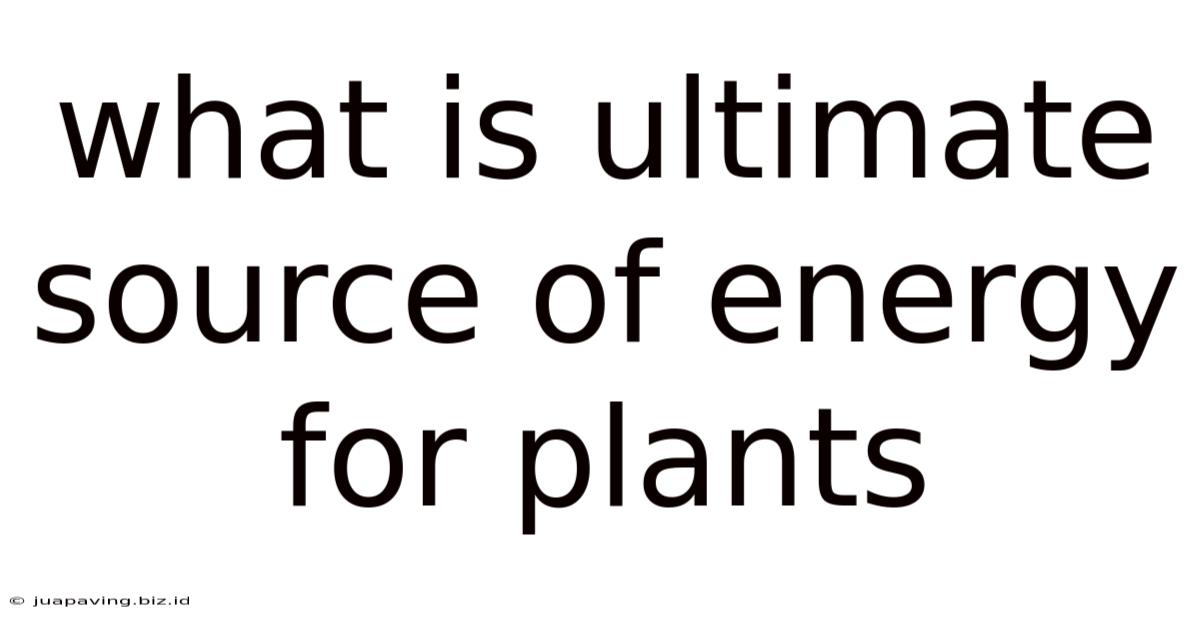 What Is Ultimate Source Of Energy For Plants