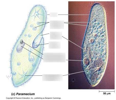 What Kingdom Does A Paramecium Belong To