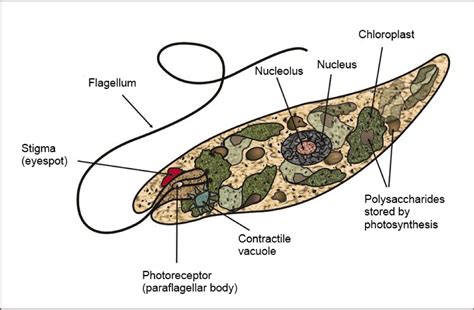 What Kingdom Does Euglena Belong To