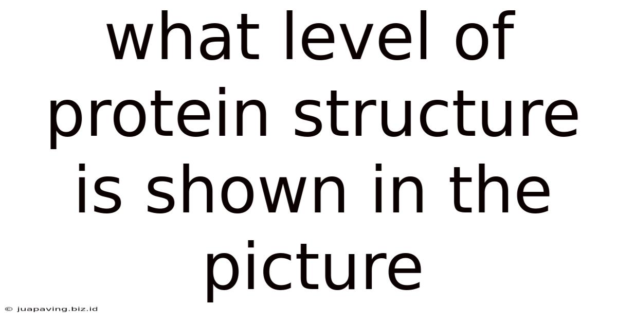 What Level Of Protein Structure Is Shown In The Picture