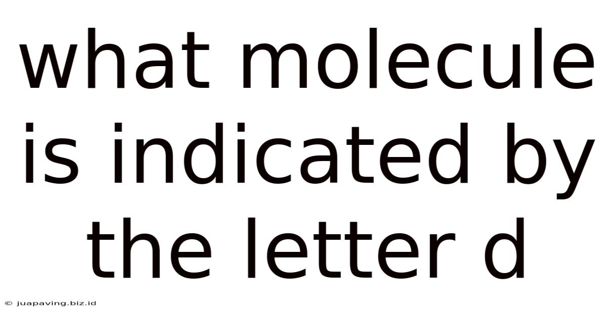 What Molecule Is Indicated By The Letter D