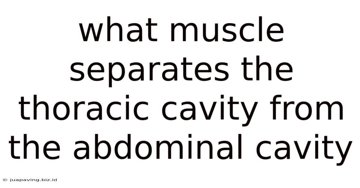 What Muscle Separates The Thoracic Cavity From The Abdominal Cavity
