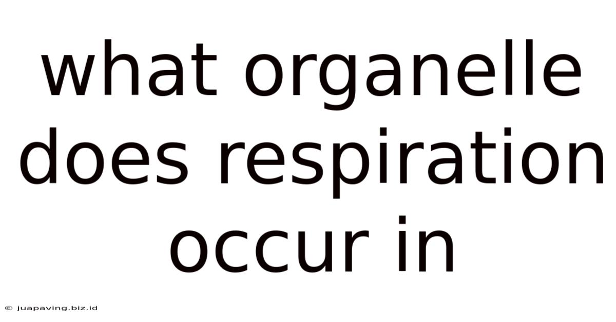 What Organelle Does Respiration Occur In