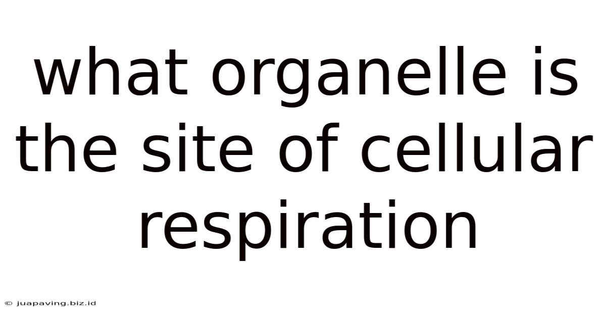 What Organelle Is The Site Of Cellular Respiration