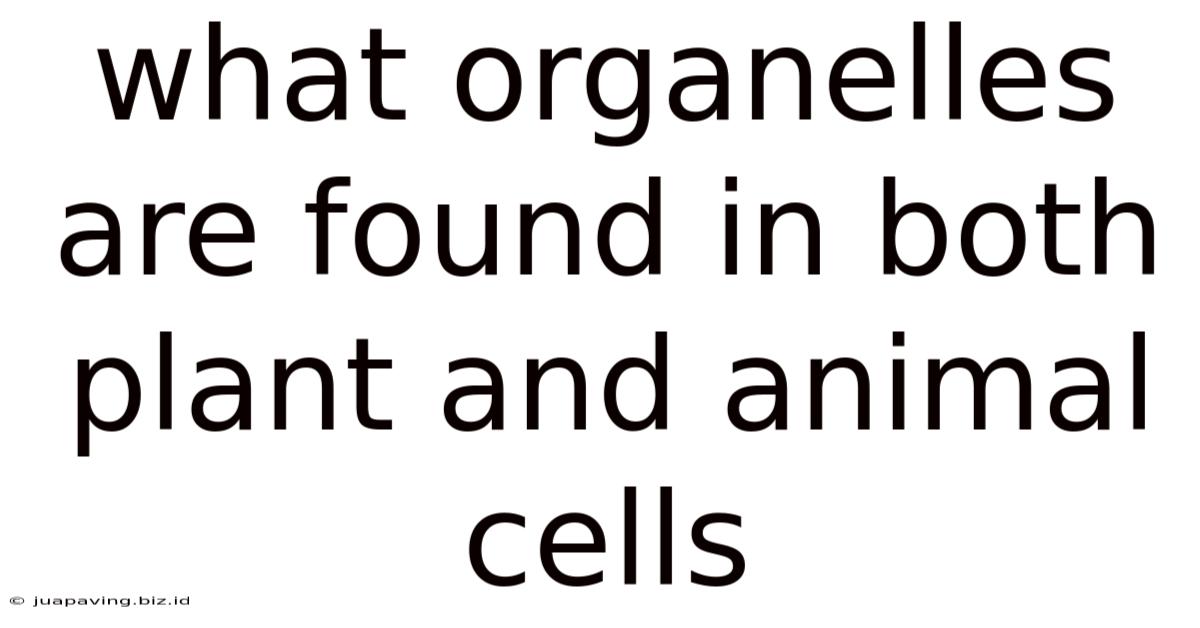 What Organelles Are Found In Both Plant And Animal Cells