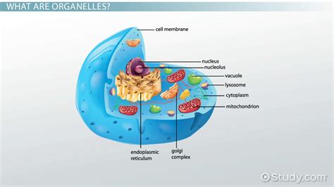 What Organelles Are Not Membrane Bound