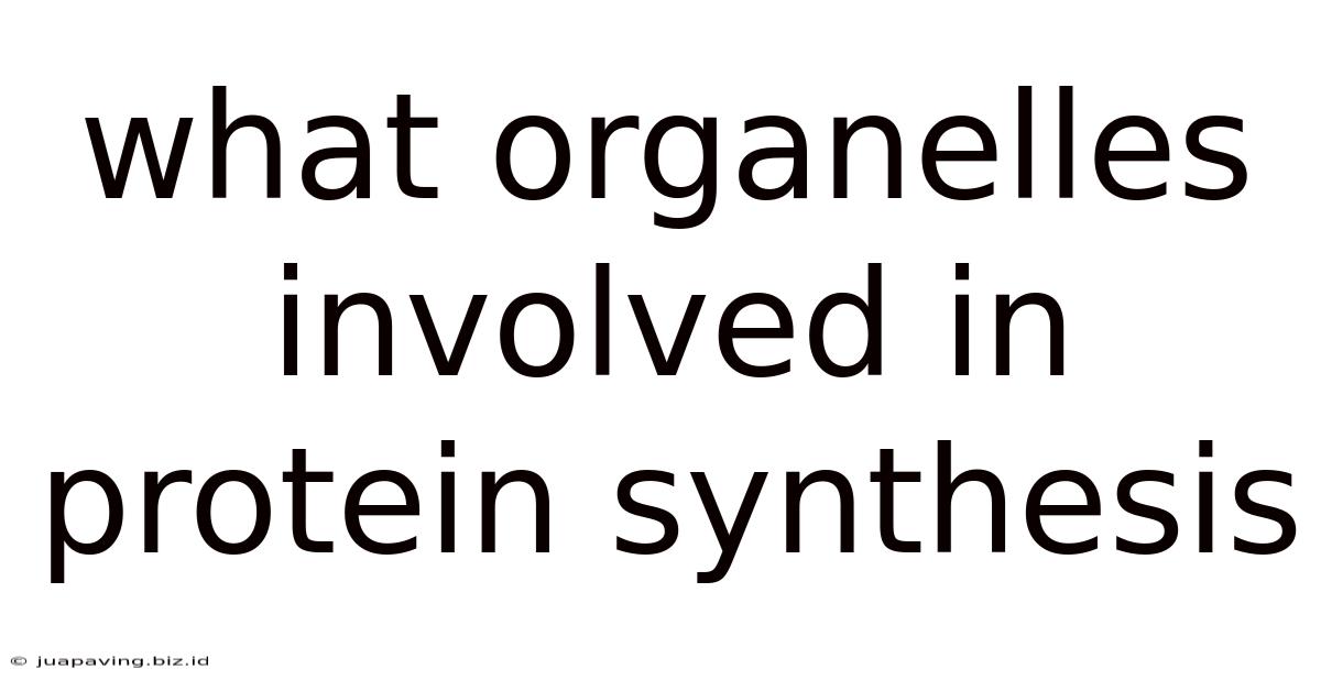 What Organelles Involved In Protein Synthesis