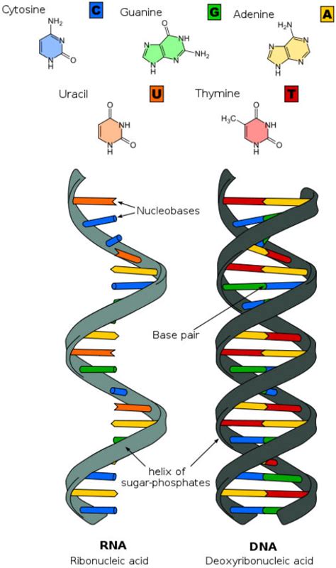 What Organic Base Is Not Found In Dna