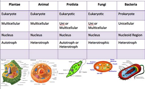 What Organisms Are Heterotrophs Multicellular And Eukaryotic