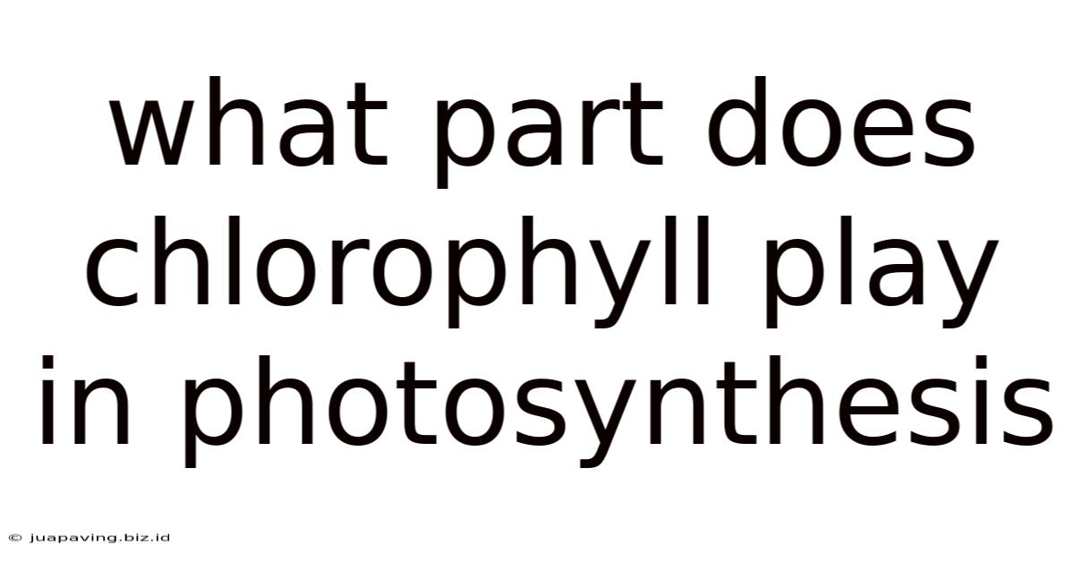 What Part Does Chlorophyll Play In Photosynthesis
