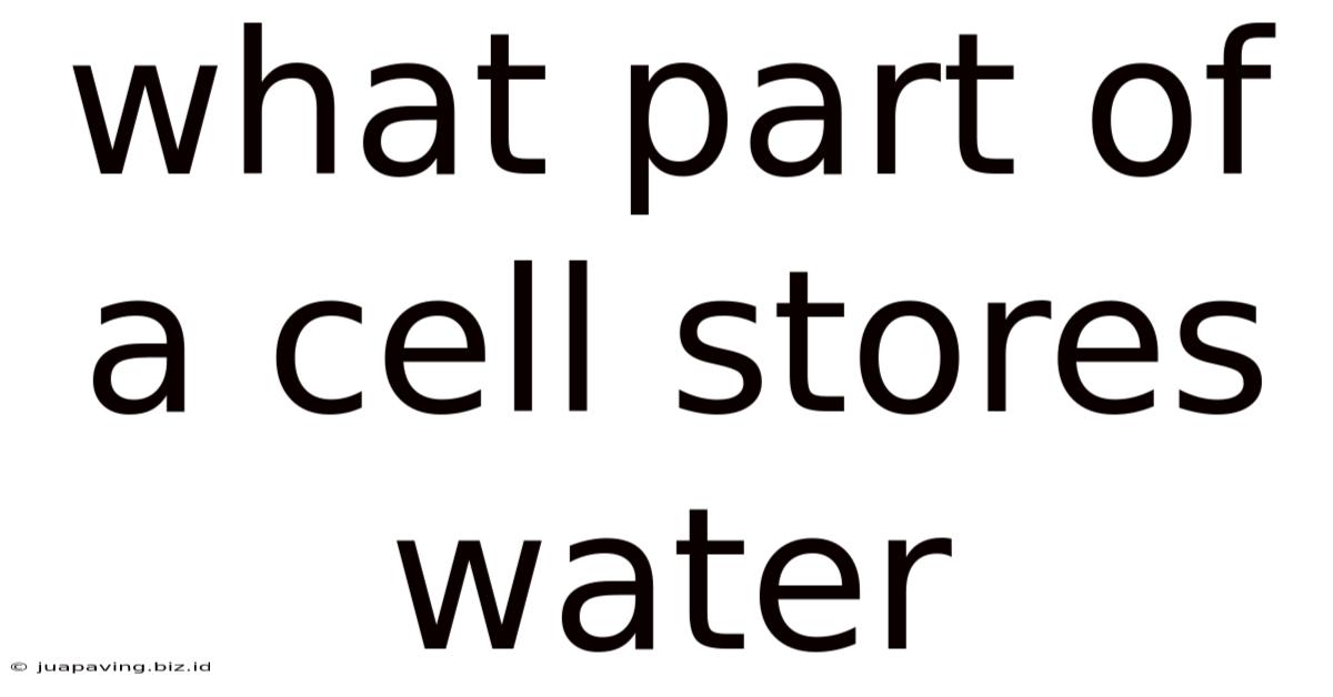 What Part Of A Cell Stores Water