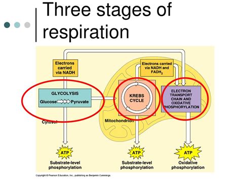 What Part Of Cellular Respiration Produces The Most Atp