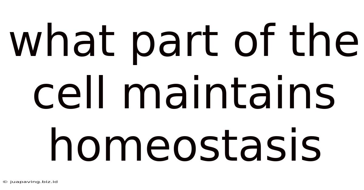 What Part Of The Cell Maintains Homeostasis