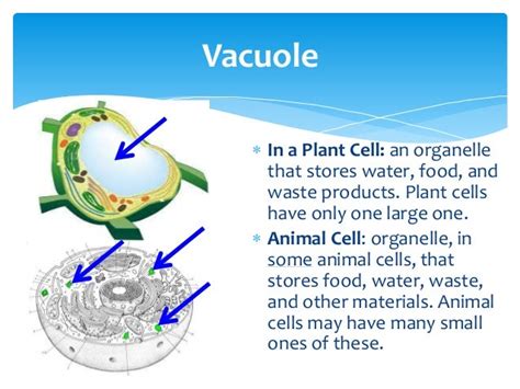 What Part Of The Cell Stores Water