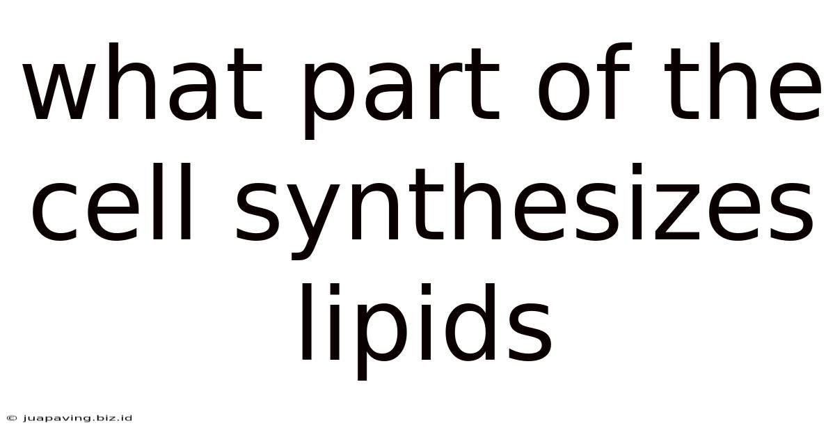 What Part Of The Cell Synthesizes Lipids