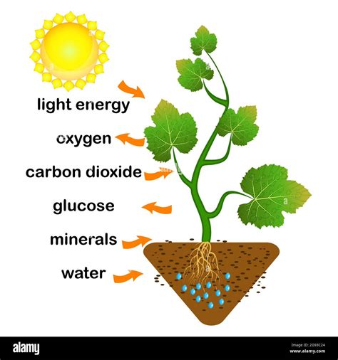 What Part Of The Plant Produces Food For The Plant