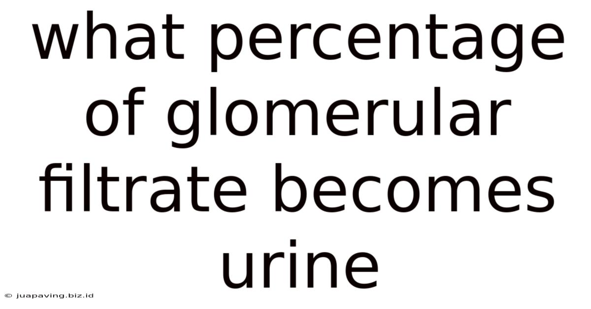 What Percentage Of Glomerular Filtrate Becomes Urine
