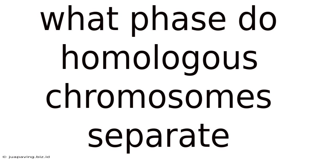 What Phase Do Homologous Chromosomes Separate