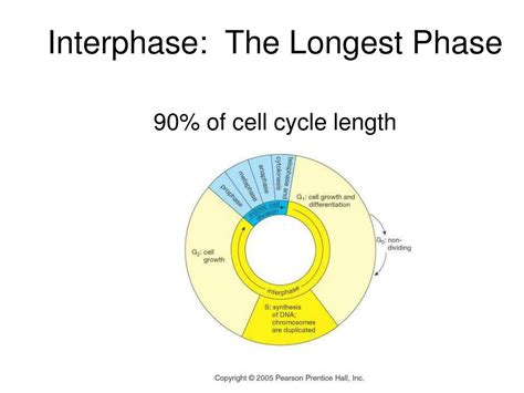 What Phase Of The Cell Cycle Is The Longest