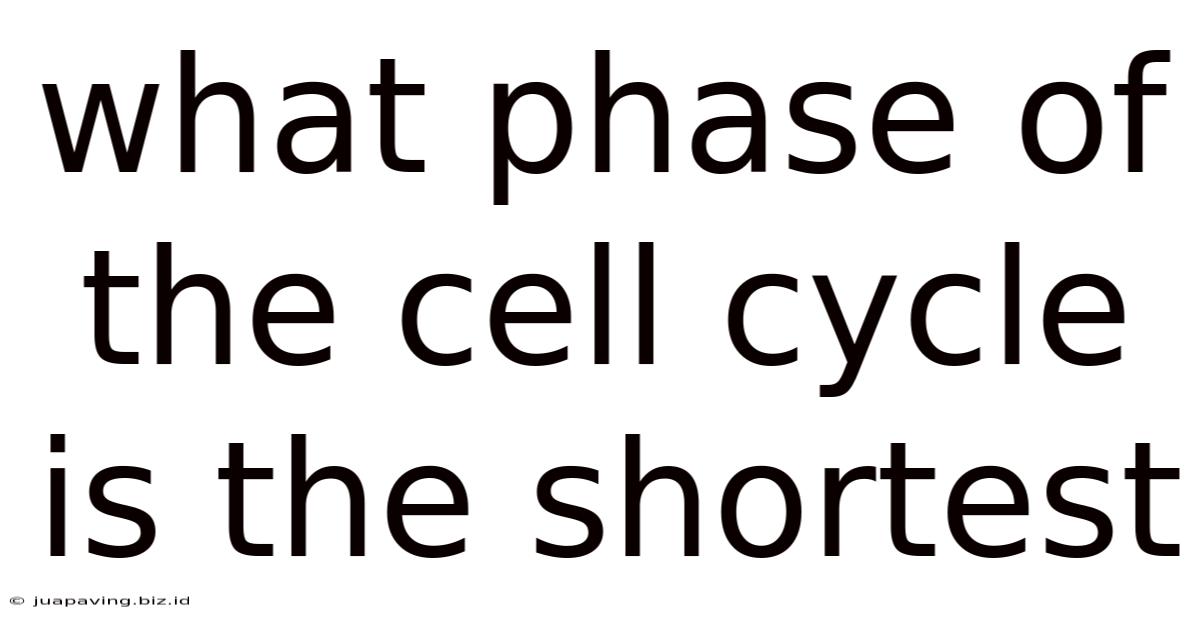 What Phase Of The Cell Cycle Is The Shortest