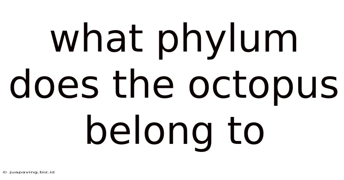 What Phylum Does The Octopus Belong To