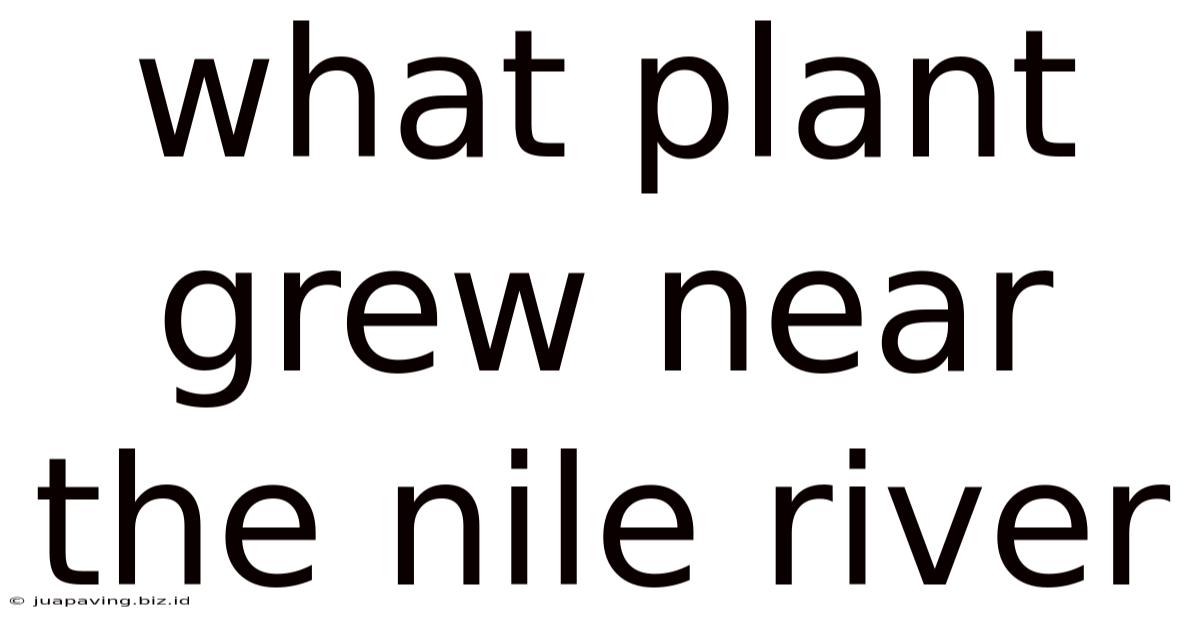 What Plant Grew Near The Nile River