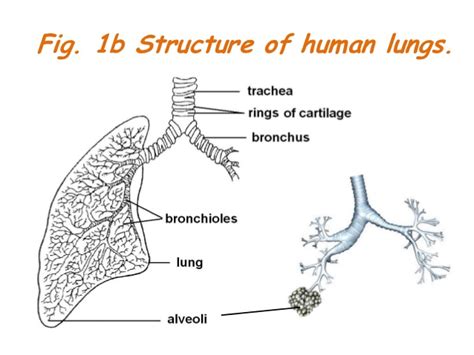 What Prevents The Trachea From Collapsing