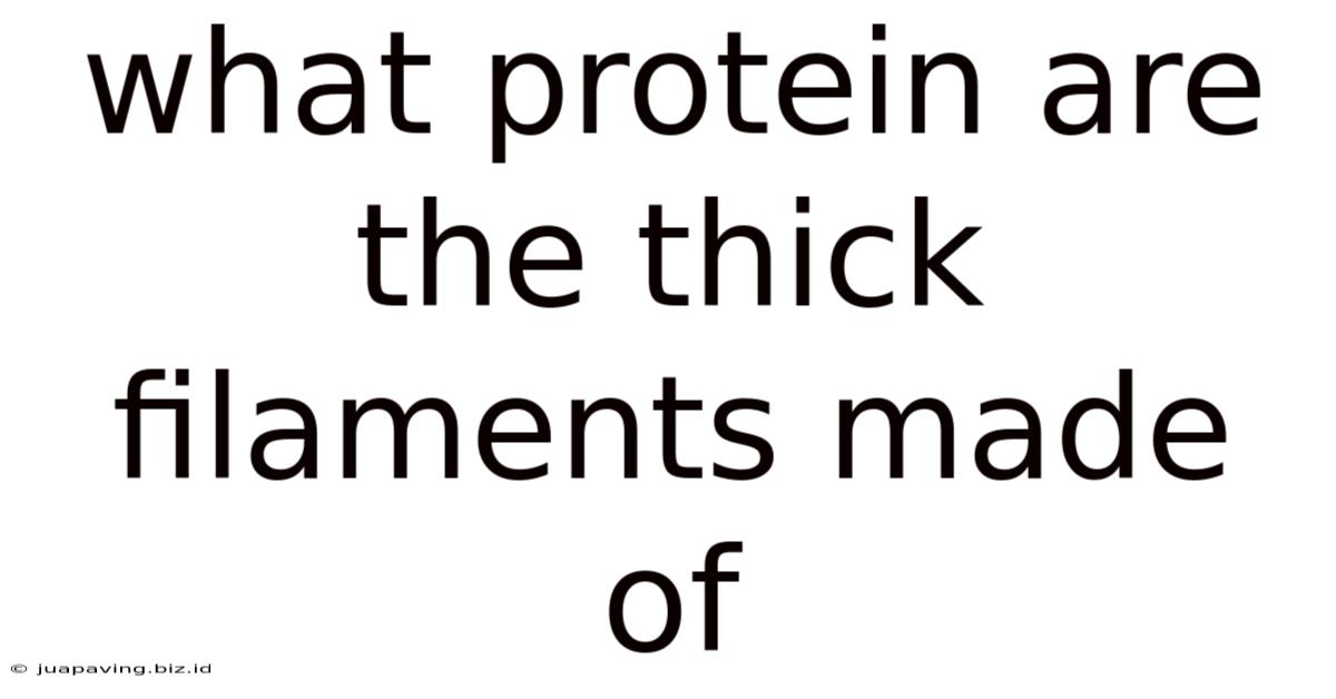 What Protein Are The Thick Filaments Made Of