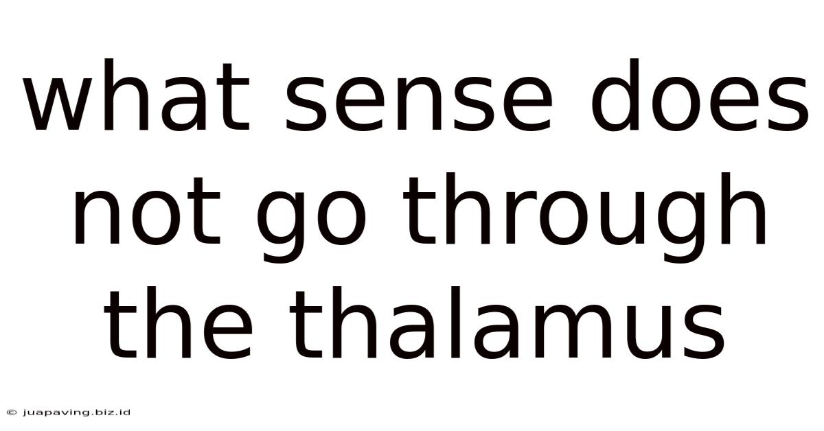 What Sense Does Not Go Through The Thalamus