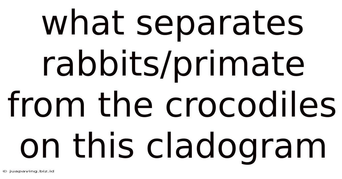 What Separates Rabbits/primate From The Crocodiles On This Cladogram