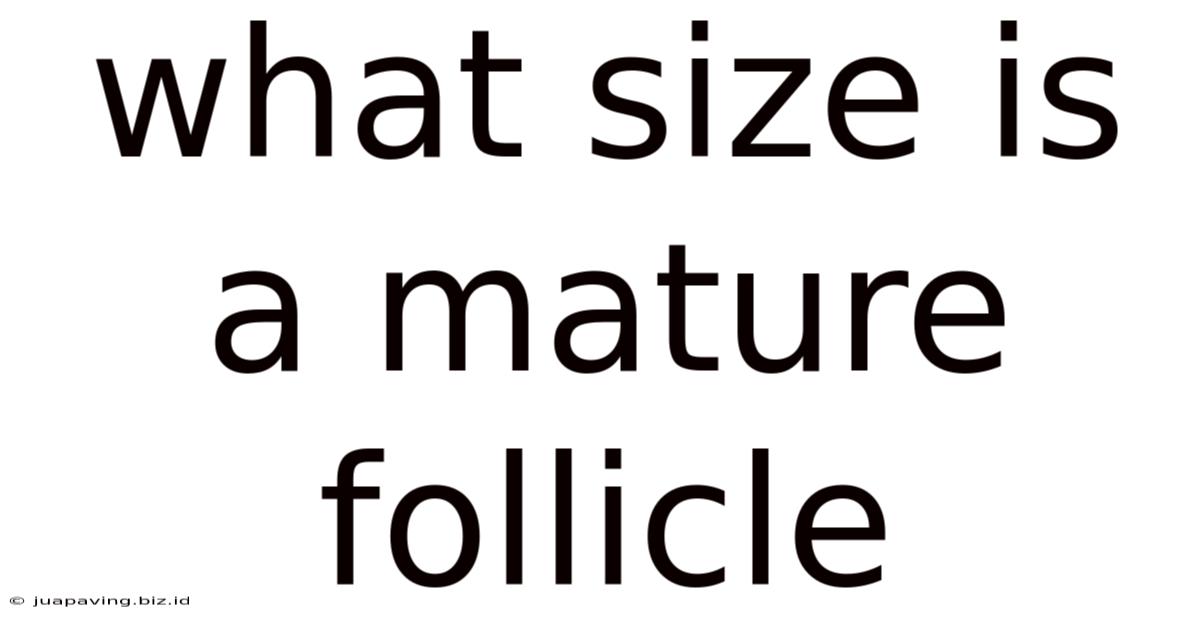 What Size Is A Mature Follicle