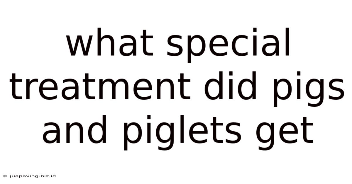 What Special Treatment Did Pigs And Piglets Get