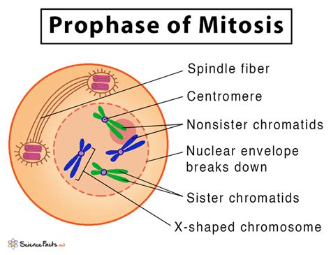 What Stage Of Mitosis Is Essentially The Reverse Of Prophase