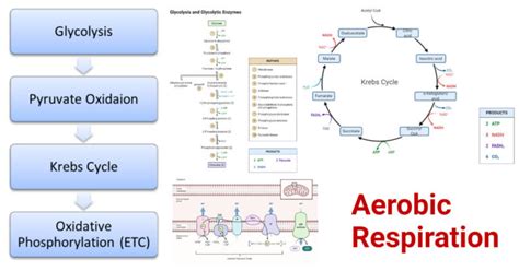 What Step Of Aerobic Respiration Generates The Most Atp