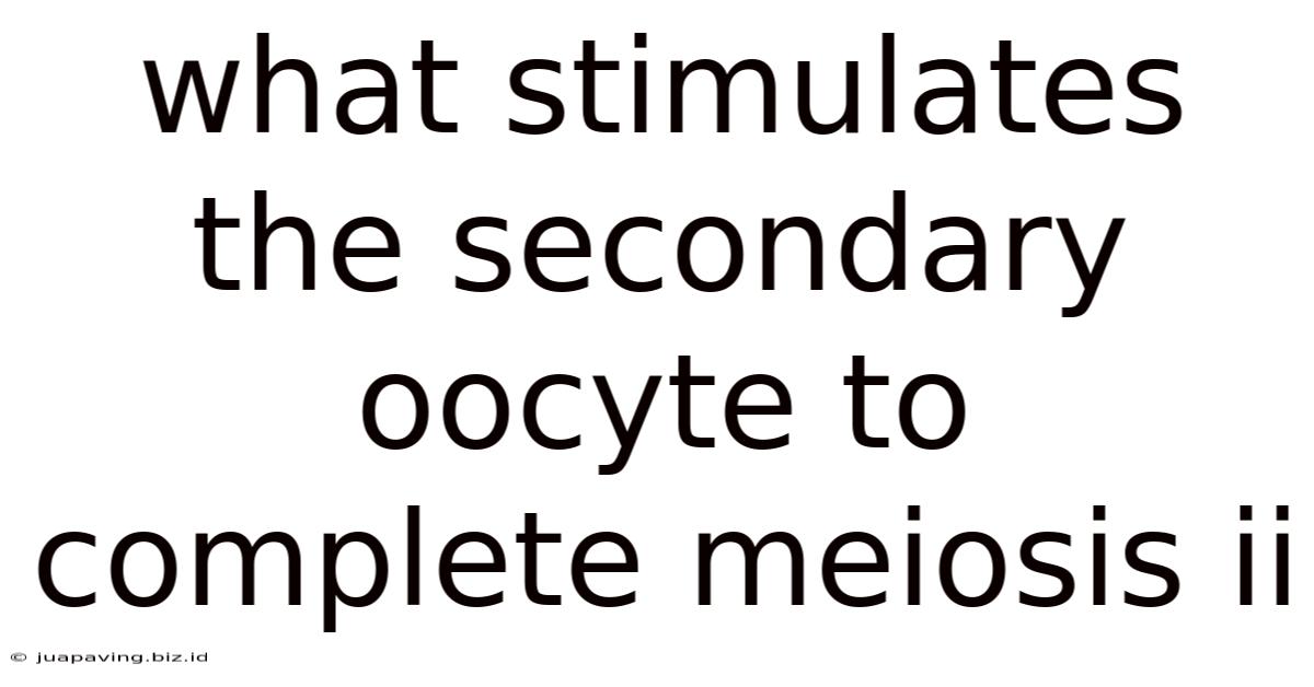 What Stimulates The Secondary Oocyte To Complete Meiosis Ii