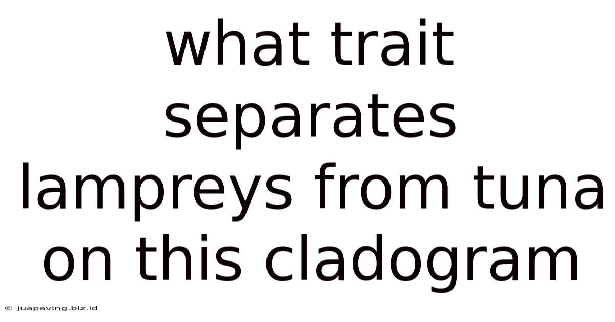 What Trait Separates Lampreys From Tuna On This Cladogram