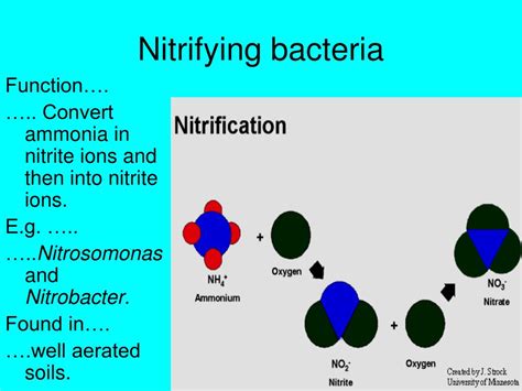 What Type Of Bacteria Convert Ammonia To Nitrites And Nitrates